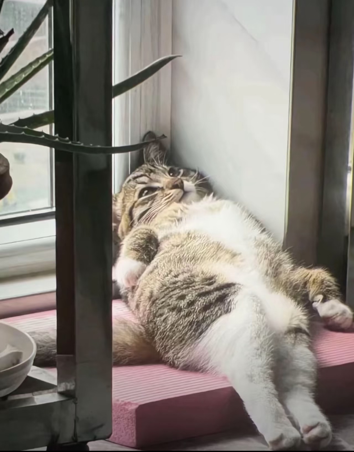 老人私栓绳子致男孩气管全断裂男孩真是可怜，骑车去上补习班却遭遇飞来横祸真的是拿村