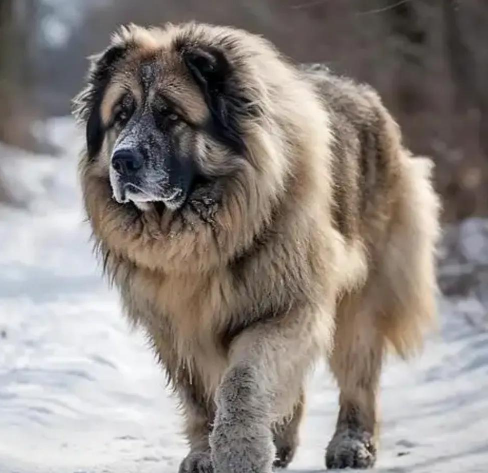 内蒙古的庄某养11条狗（4条大型犬仅拴2条，余皆散养），雇60岁夏某看护牧业点，