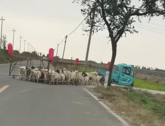 真是高手在民间，前有隧道养鸡今有厢式放羊，人民的智慧源源不断，滔滔不绝，每每让人