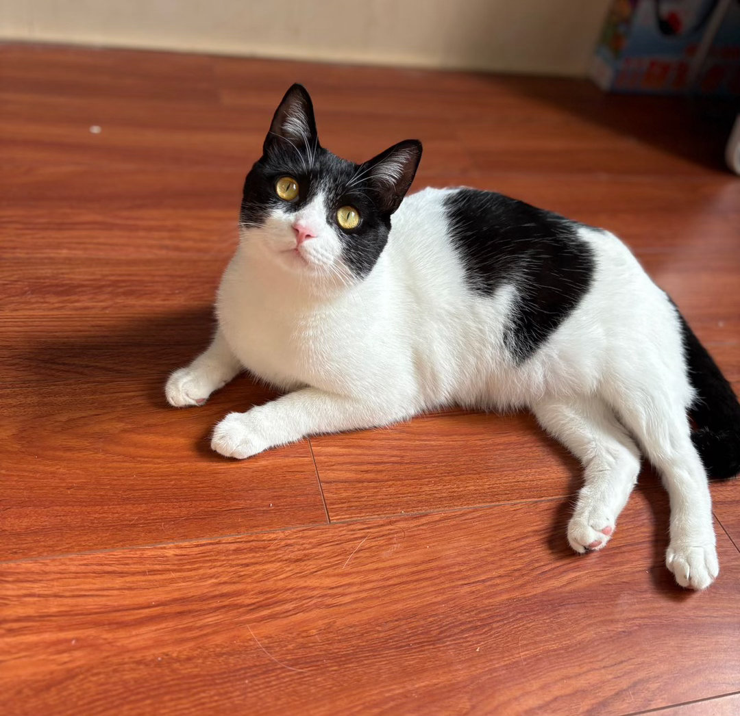 “放心交给猫吧，猫会帮您处理得满地猫毛。”daily奶牛猫 （投稿：） 
