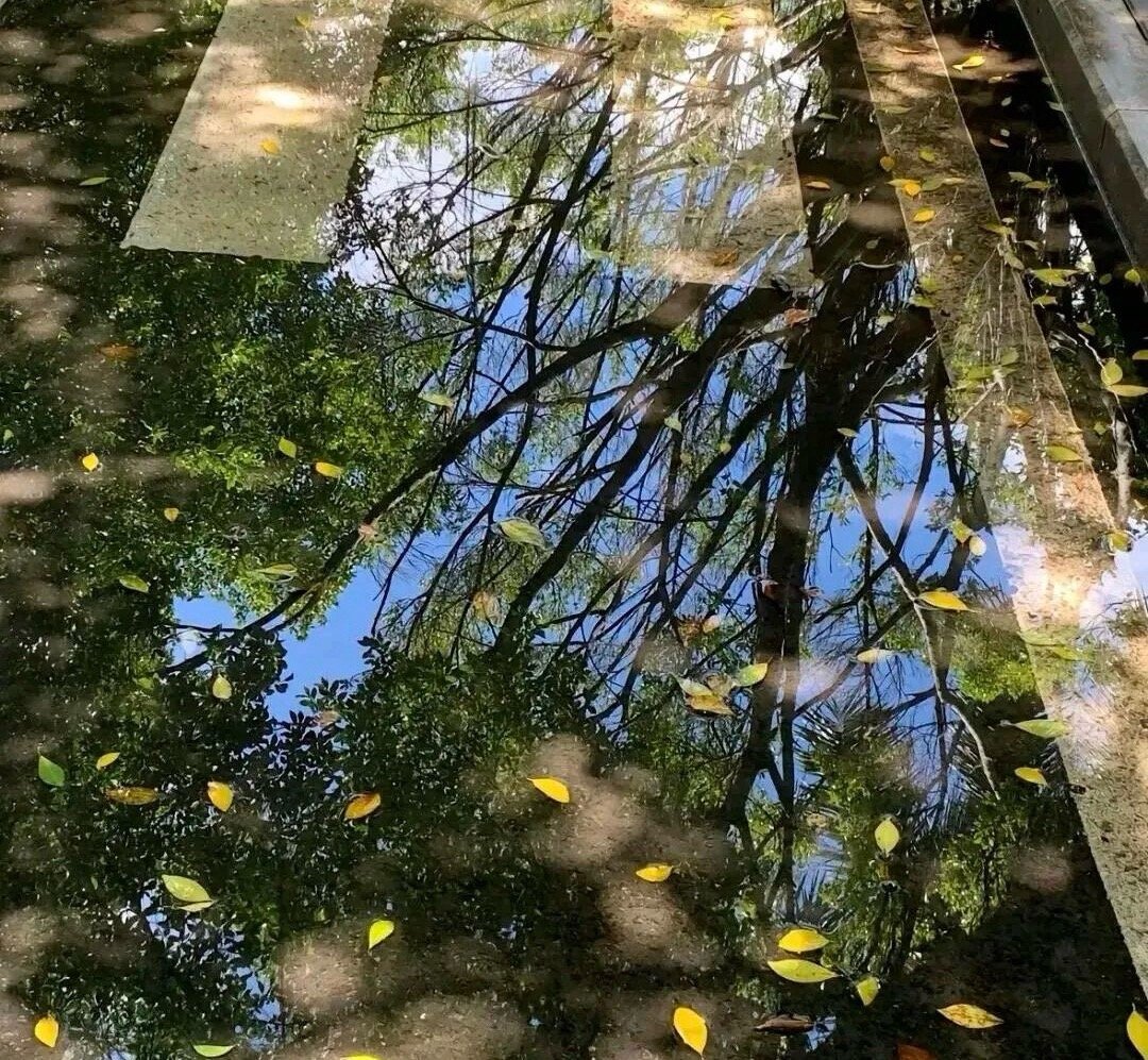 𝗙𝗶𝗻𝗲 ❀₊🍂₍ᐢ..ᐢ₎ ༘♡ 