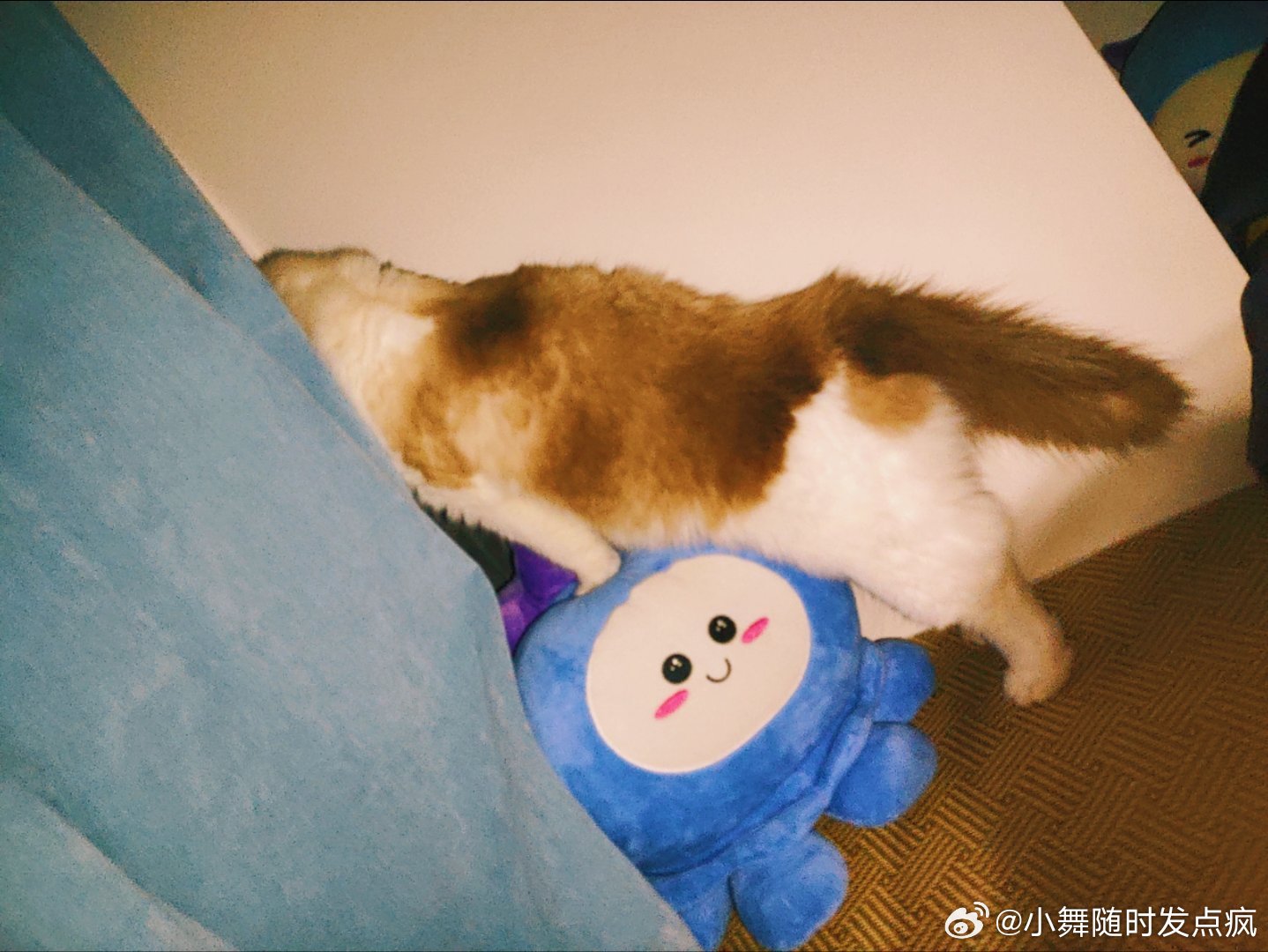 生活手记 居然都快2岁了时间不知道到底是快还是慢小臭猫凌晨4点半不睡觉踩着海豆豆