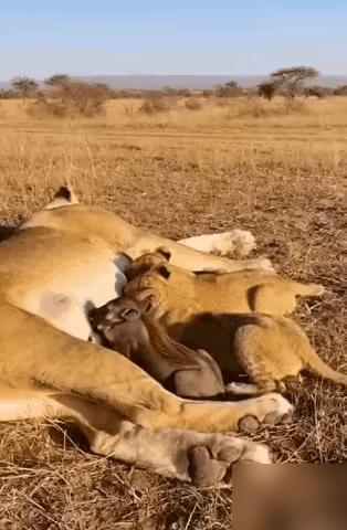 一头失去妈妈的小角马趁夜色混入狮子领地与小狮子一道在母狮身上吸奶，享受着妈妈的味