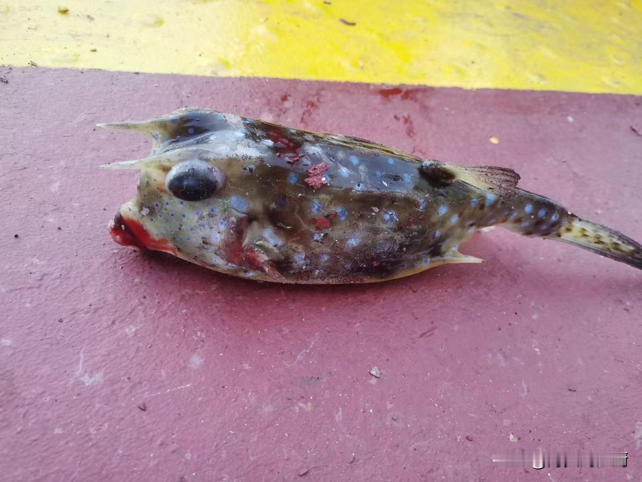 今晚奇了怪了，正儿八经的鱼没钓到几条（只钓了两条针鱼），全部钓了些妖魔鬼怪，网友