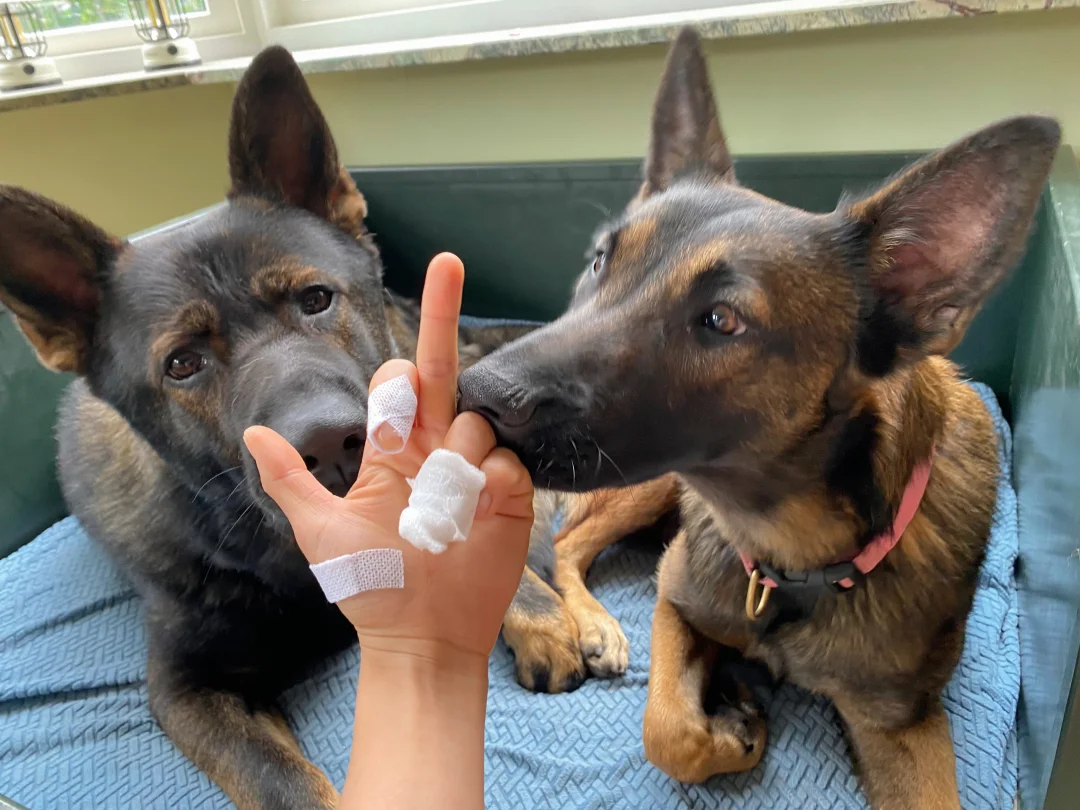 🇳🇱养工作犬？不养，狗都不养…