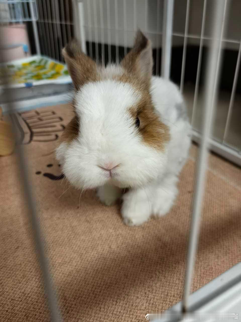 15051🐇【此猪】偷偷溜进房间床底害人一顿好找，还试图遛人，十分之坏，已打入