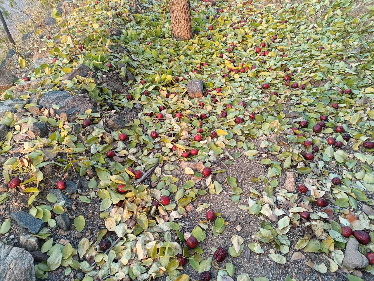 #秋日生活打卡#
“四时俱可喜，最好新秋时。”夏暑渐行渐远，天地日渐广袤，我们曾