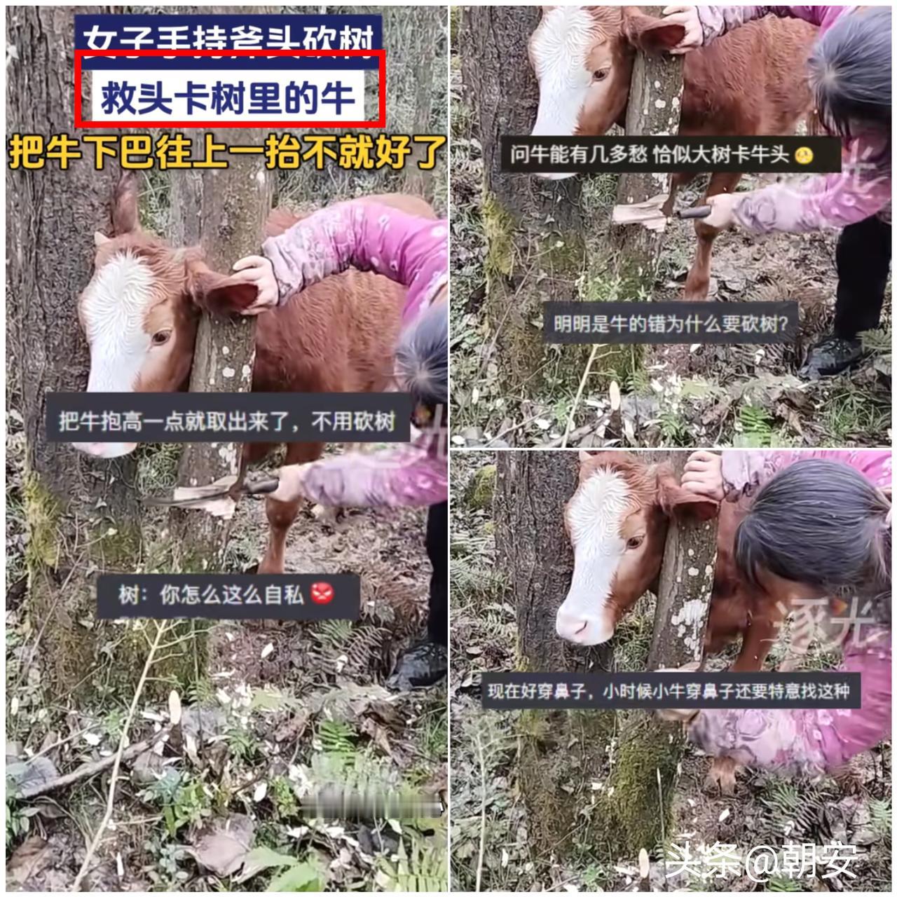 我真服了！

遇事只懂蛮干不动脑，吃亏的全是自己。

贵州一女子放牛时，牛头不慎