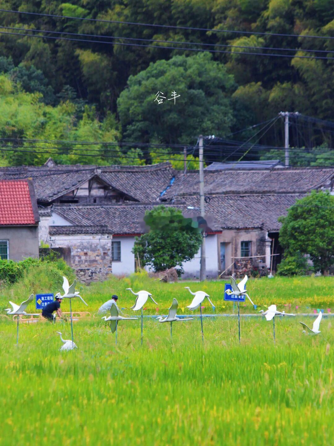 出门踏秋去|东钱湖周边的田园风光徒步路线