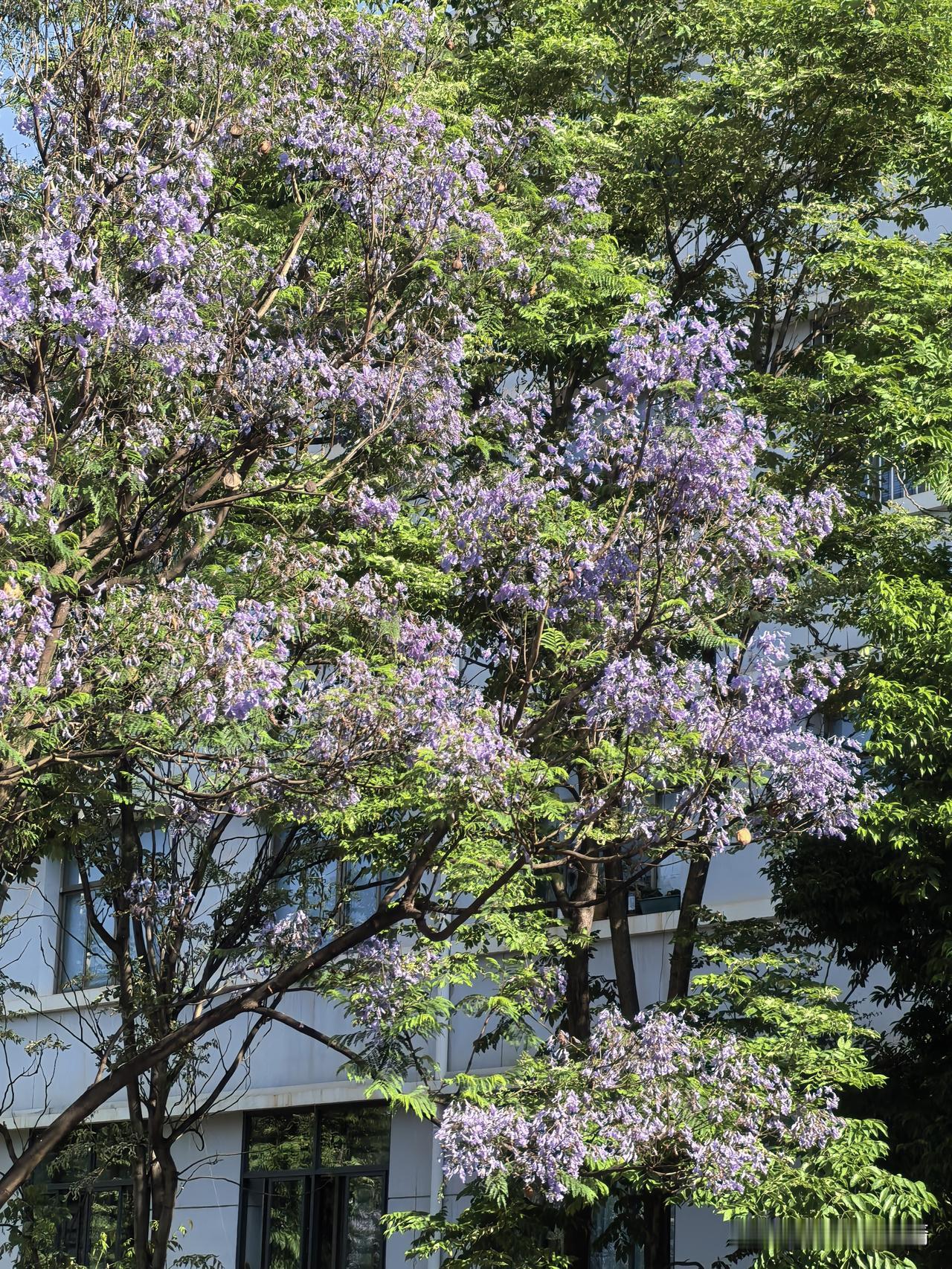 抓住蓝花楹的尾巴，挺美的。再过几天，恐怕就落败了。从4月下旬到前不久，开了一个月