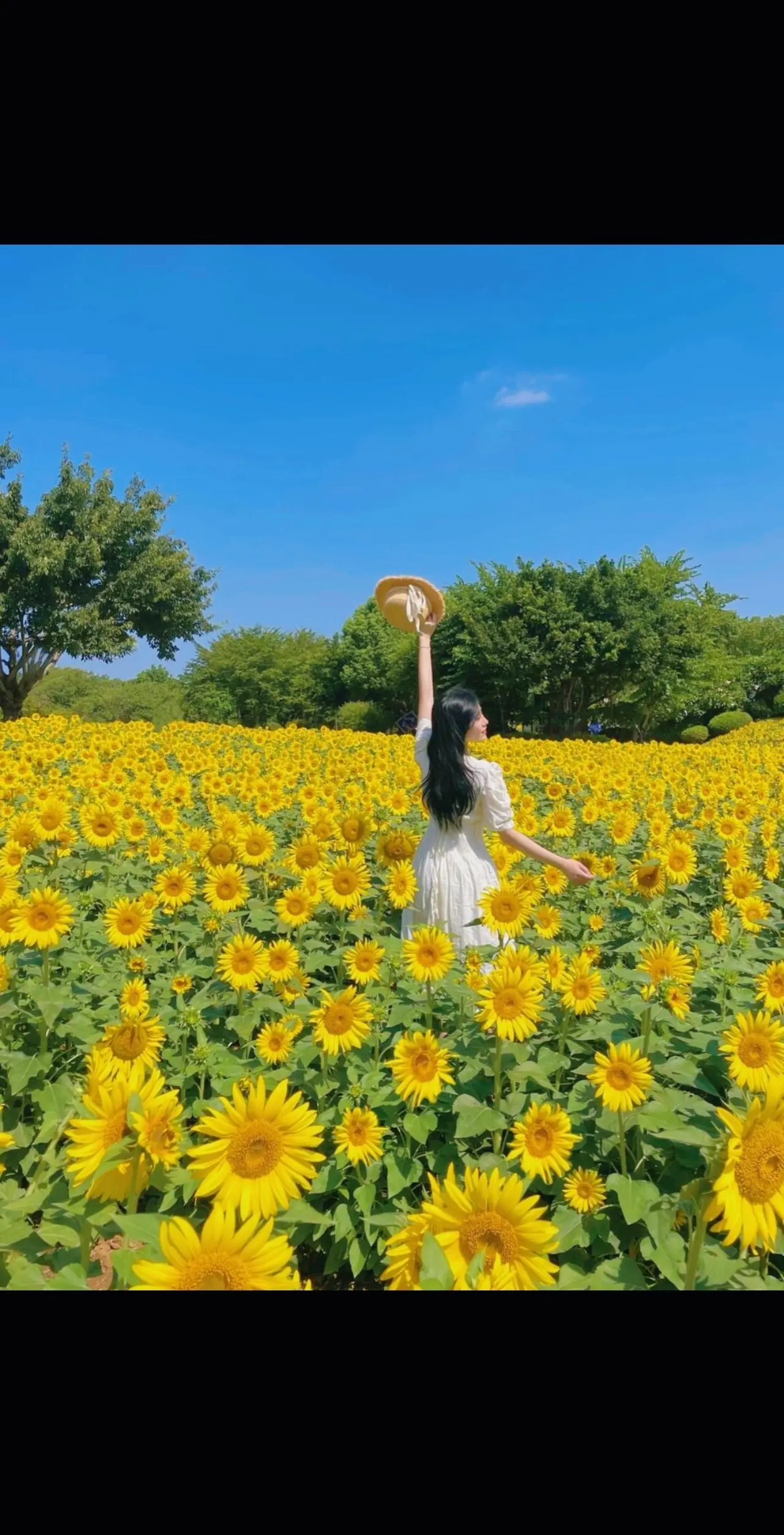 武汉东西湖的花海盛开了！！！ 打卡拍照简直太出片了