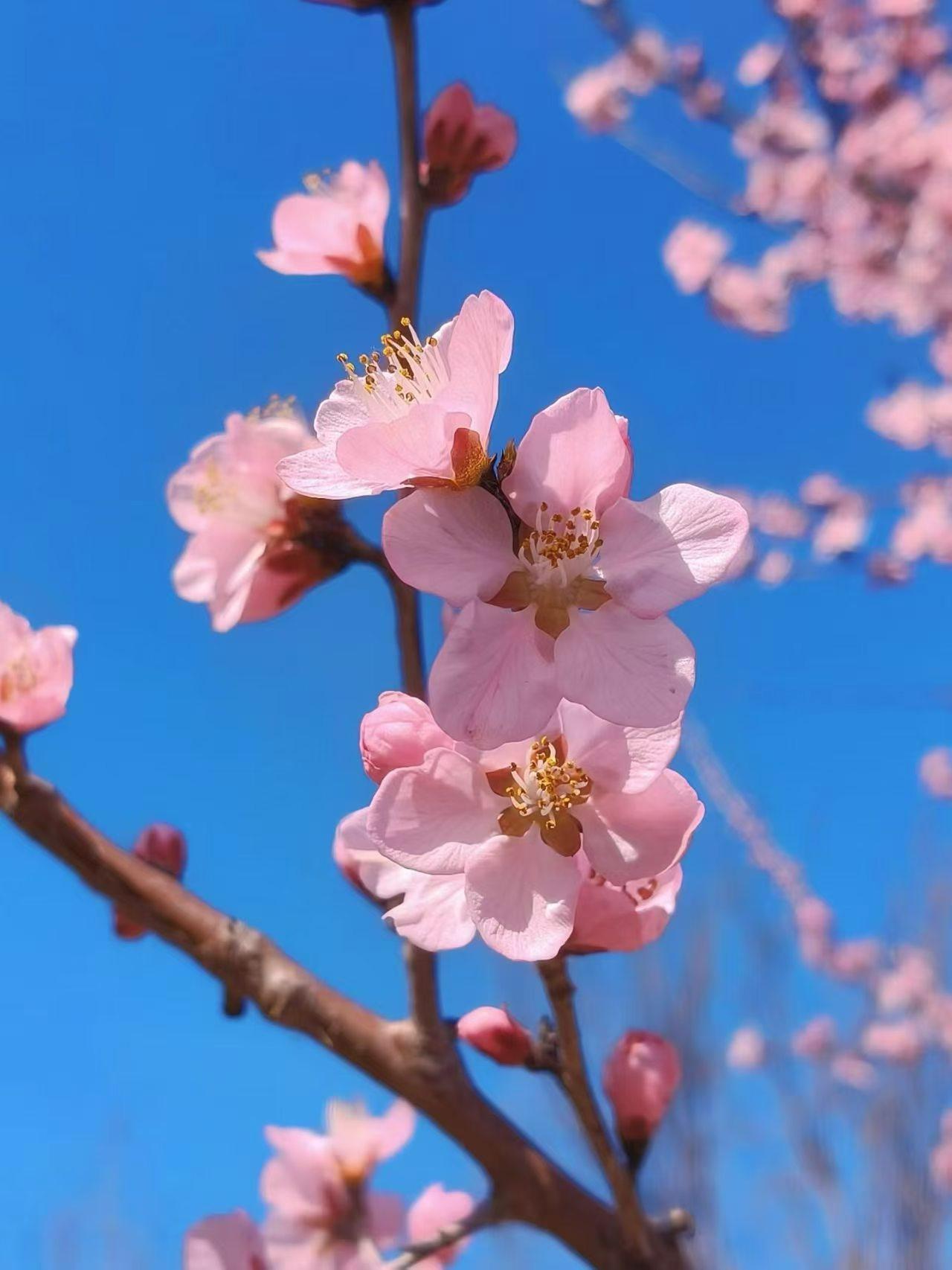 它走得潇潇洒洒，掠过枝头，晃着新芽，连路边的尘土都跟着轻快起来。不用特意追赶，也