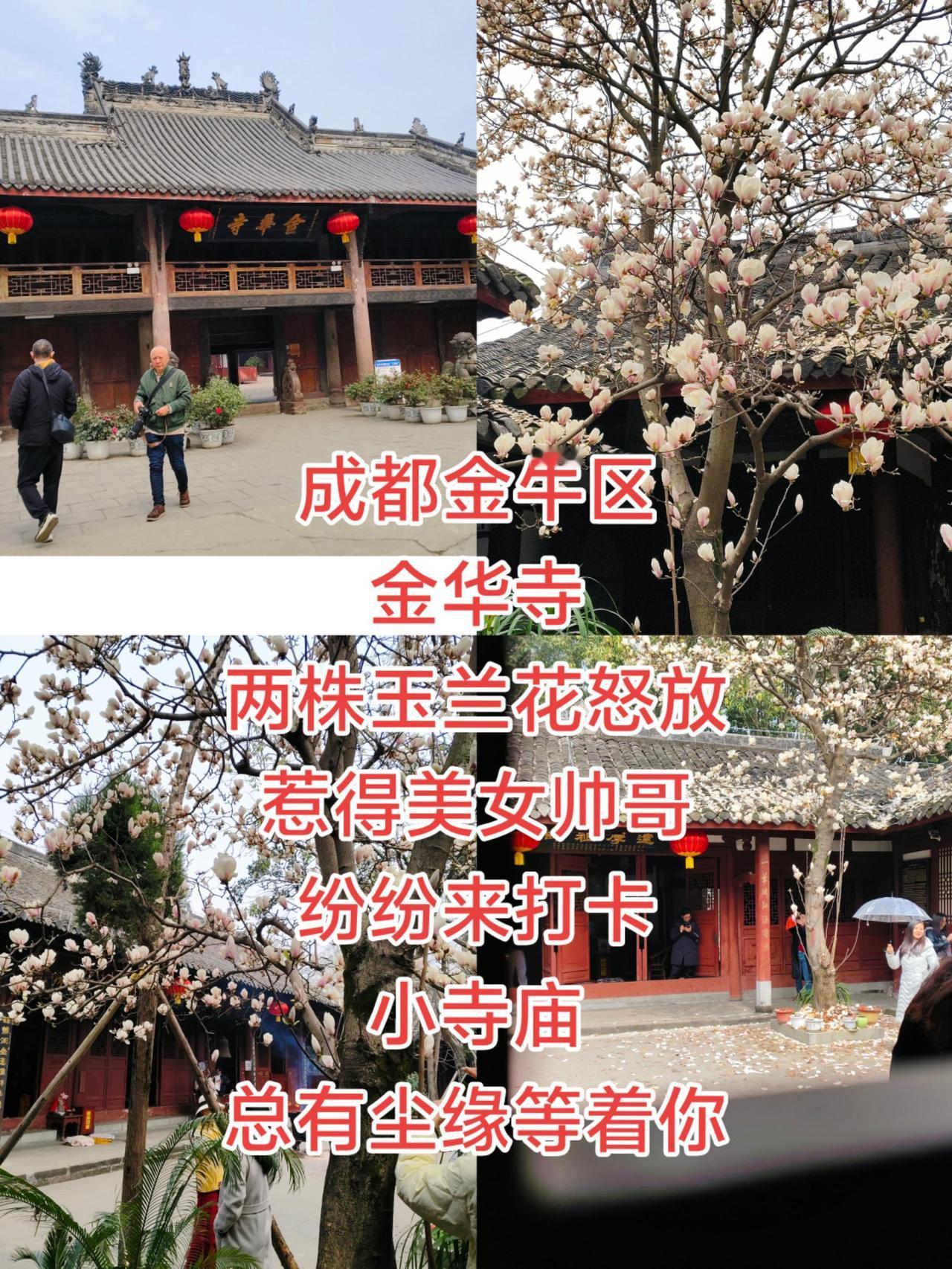 成都金牛区金华寺，两株玉兰花怒放，惹得美女帅哥，纷纷来打卡，小寺庙，总有尘缘等着