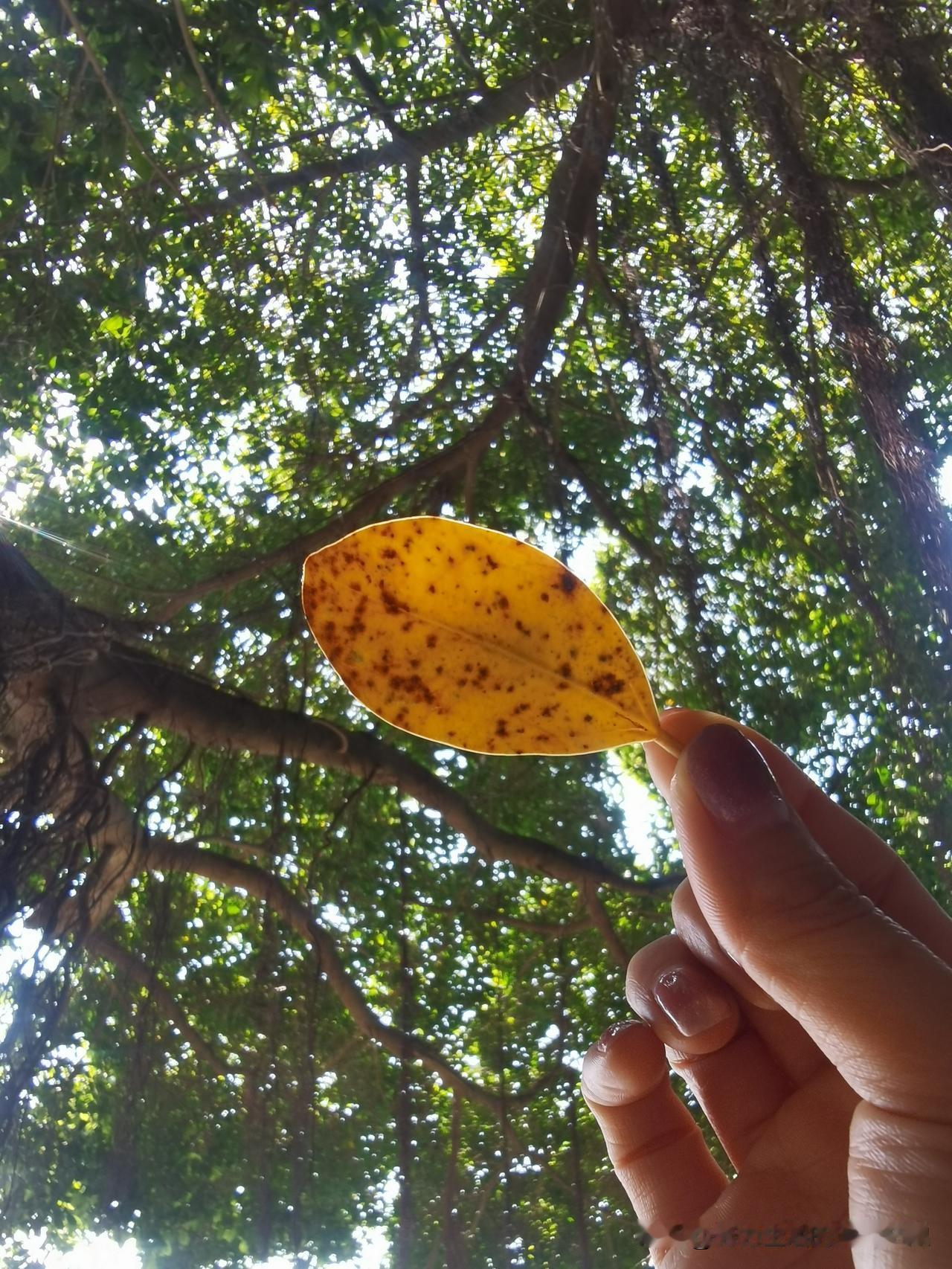 生活最好的状态：不内耗、不纠缠、不勉强。
允许一切发生，接纳所有不完美，把期望降