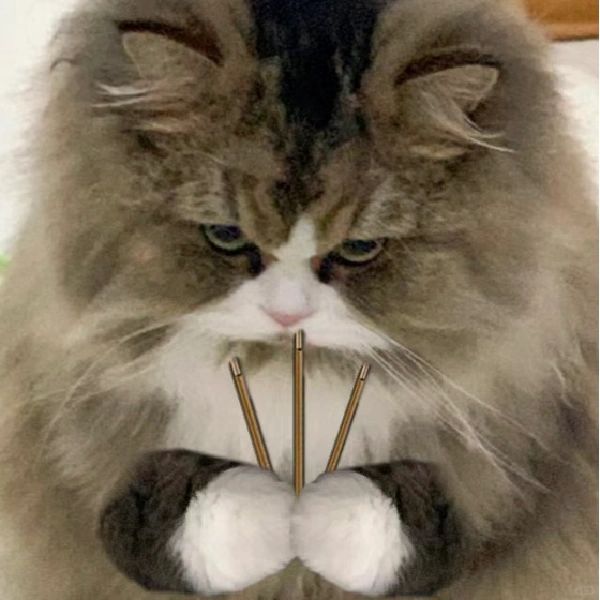 臭脸小猫表情包第二弹！！！