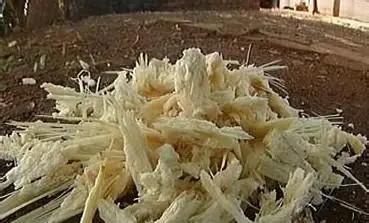 印度每年榨糖剩下7500万吨甘蔗渣，堆在河边发臭，蚊虫漫天飞，可是这堆烂渣子，中