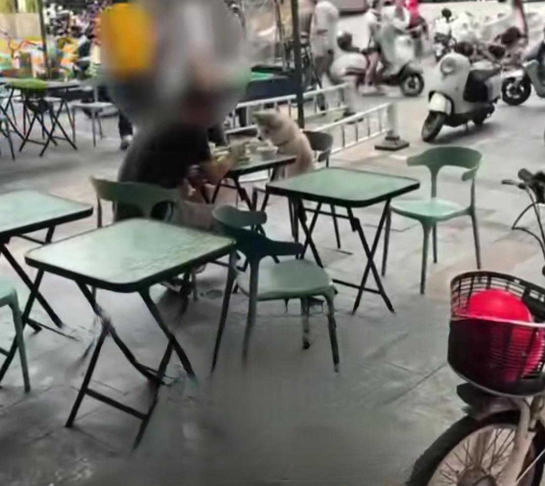 4月18日，广东深圳，一位男子带着狗狗在一家餐馆的餐桌用餐，狗狗使用的不是一次性