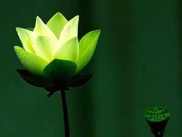 倘若我心中的山水，你眼中都看到，我便一步一莲花祈祷。 ​​​