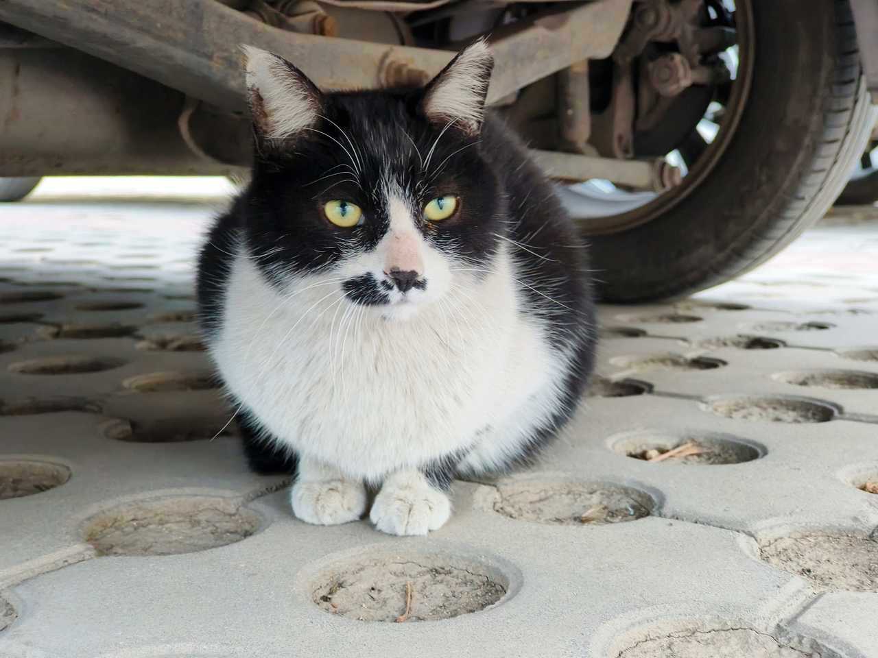 8609【我吃】芝麻汤圆 ​​​