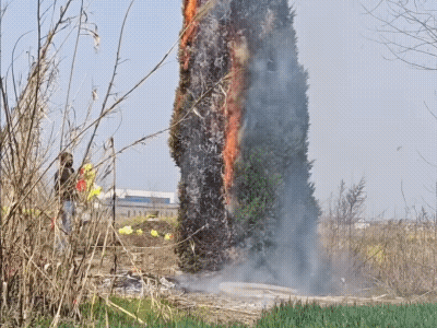 冒青烟了……
树遮阴，这树至少有20年了。
松柏树有油，用一个小棍子敲，能行？