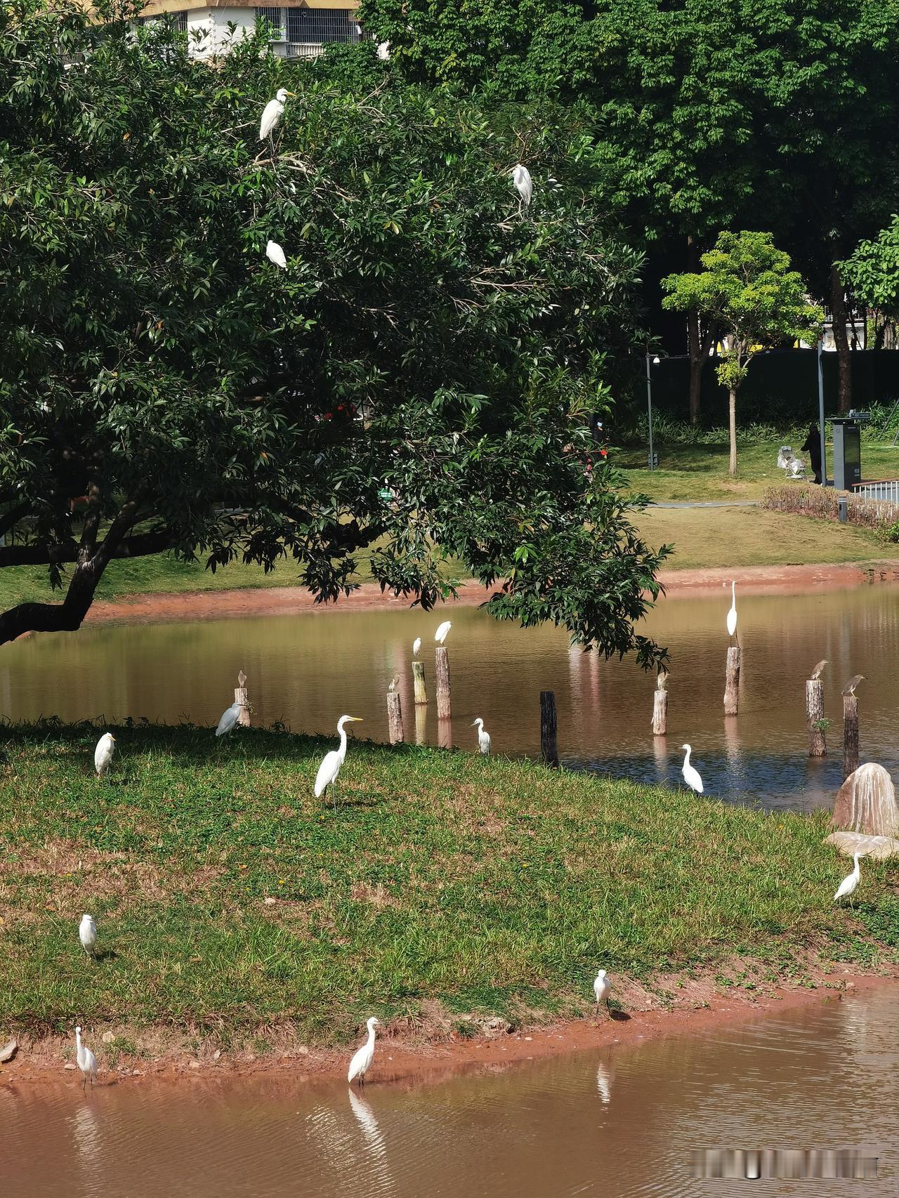 深圳这些年白鹭的数量增长了好多
照片是华为p40pro随手拍于深圳新安公园
宝安