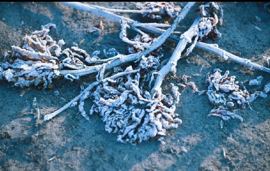 错过冰城霜花，你将错过一整个浪漫冬天！

家人们，冬天到了，要是还没去领略过冰城