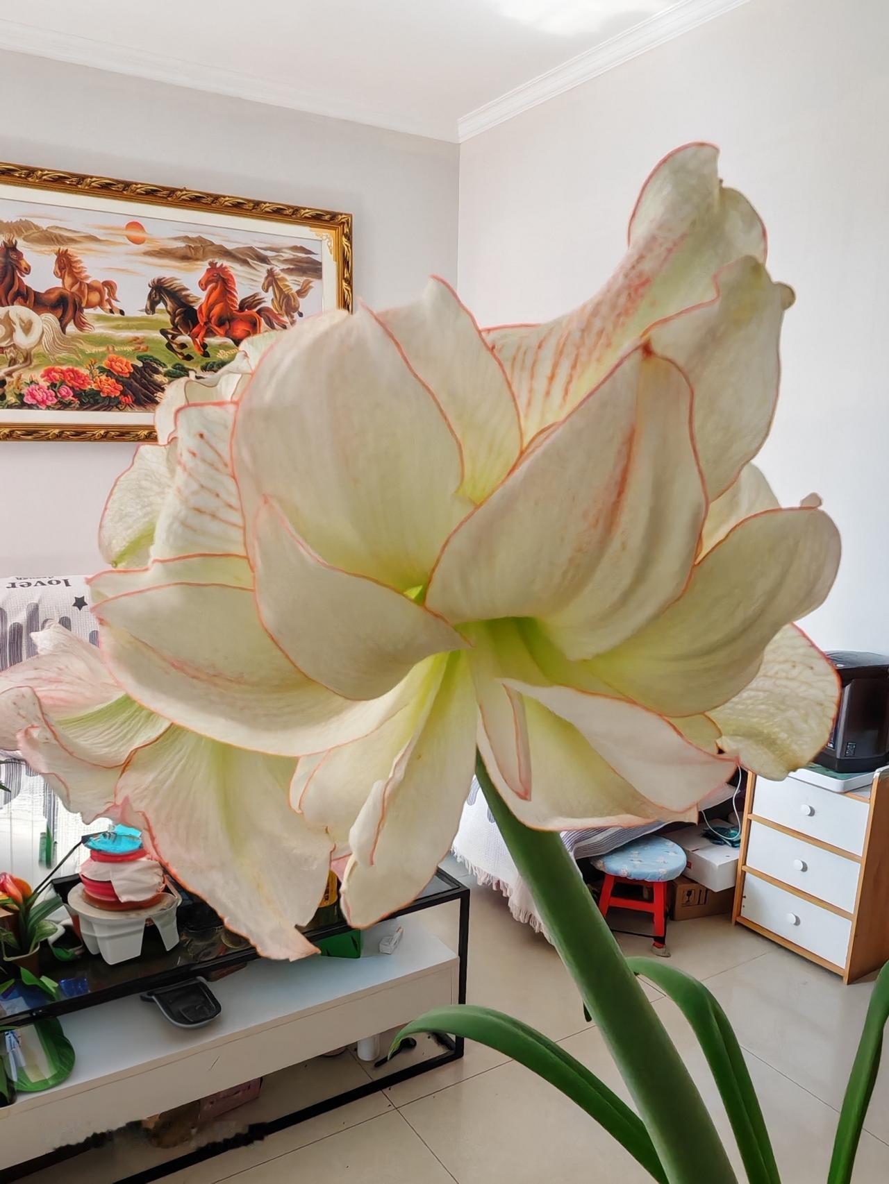 今天被自家盛开的花惊艳到了。洁白的花瓣上染着浅红的花边，层层叠叠，洁净又迷人。