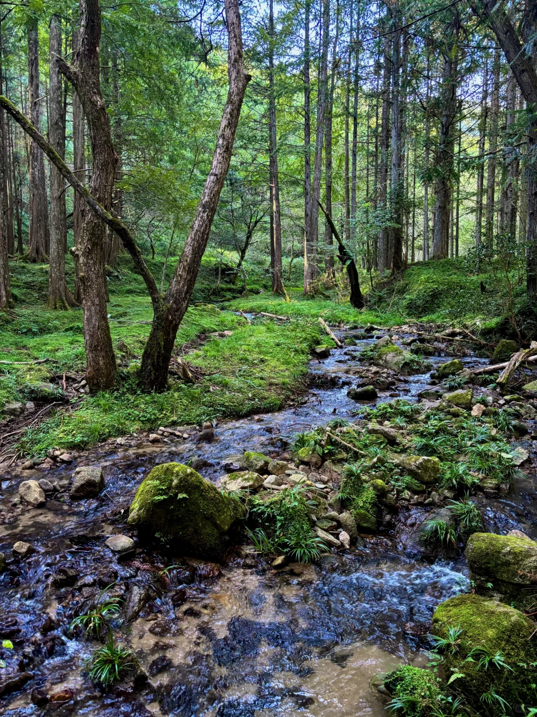 超小众粤湘赣之旅 第二站🏞炎陵神农谷1️⃣