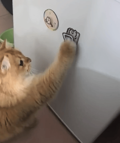 知道会动的冰箱贴受众是谁了 会动的冰箱贴就是给咪玩的～ 