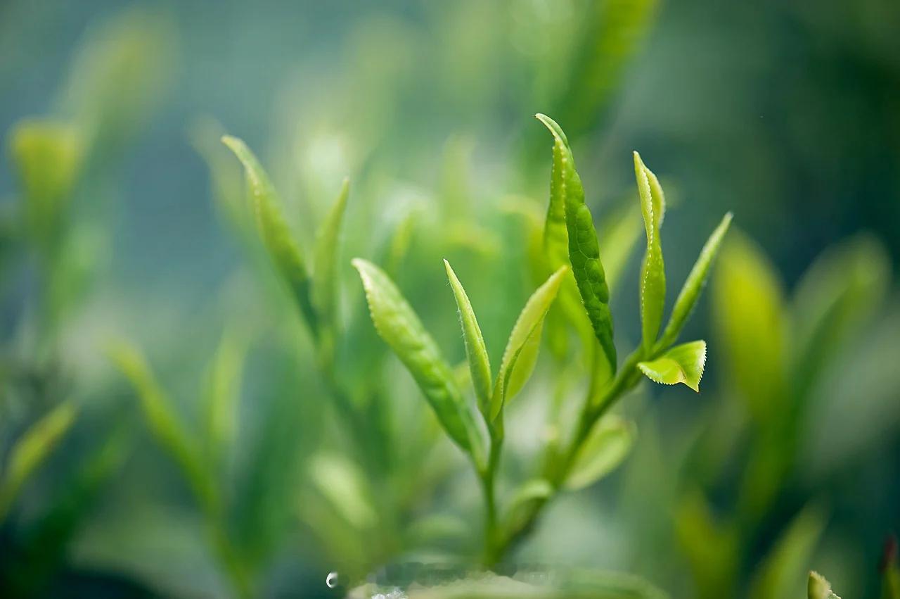 #江南岁时记#谷雨（一）谷雨时节是江南一带采茶盛时，清人张英有“兰枝花谢堆新绿，