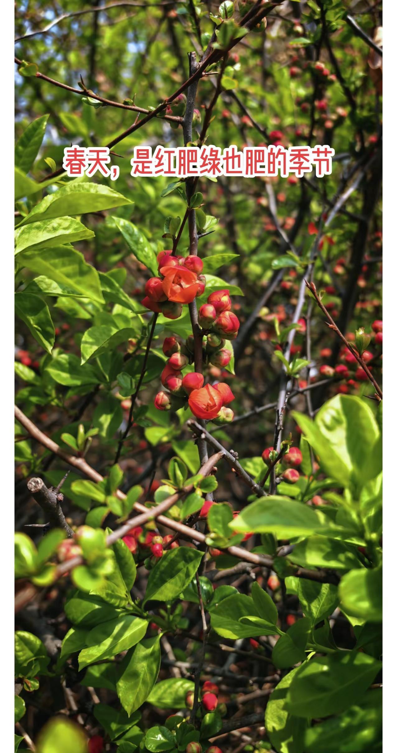 周日（昨天）温度已突破20度，暖气刚停，紧接进入夏季。泰安几乎每年都这样，冬天拖