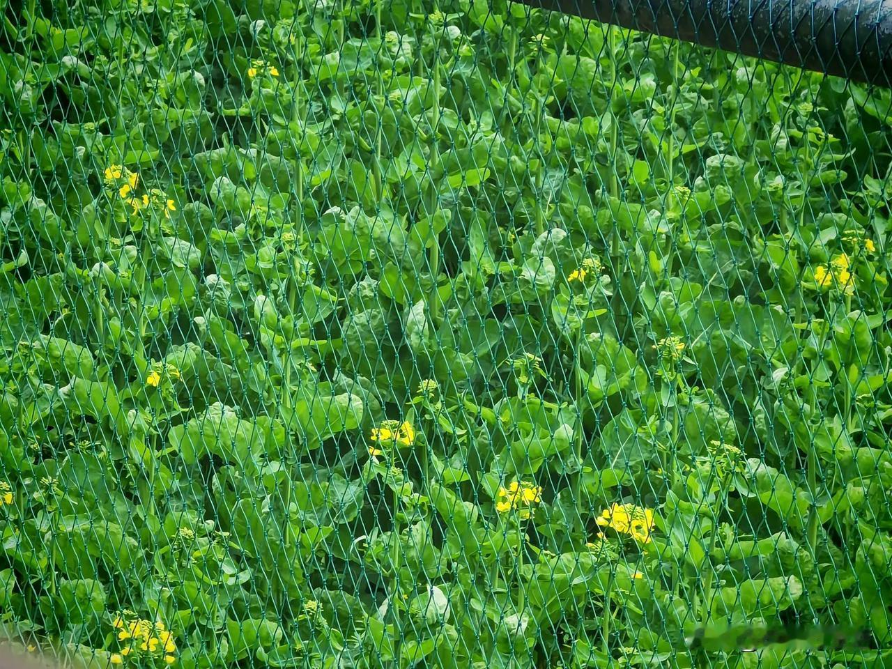 西南大学的油菜花开始绽放了，就在马路边，这也许是北碚离城区最近的油菜花观赏地吧？