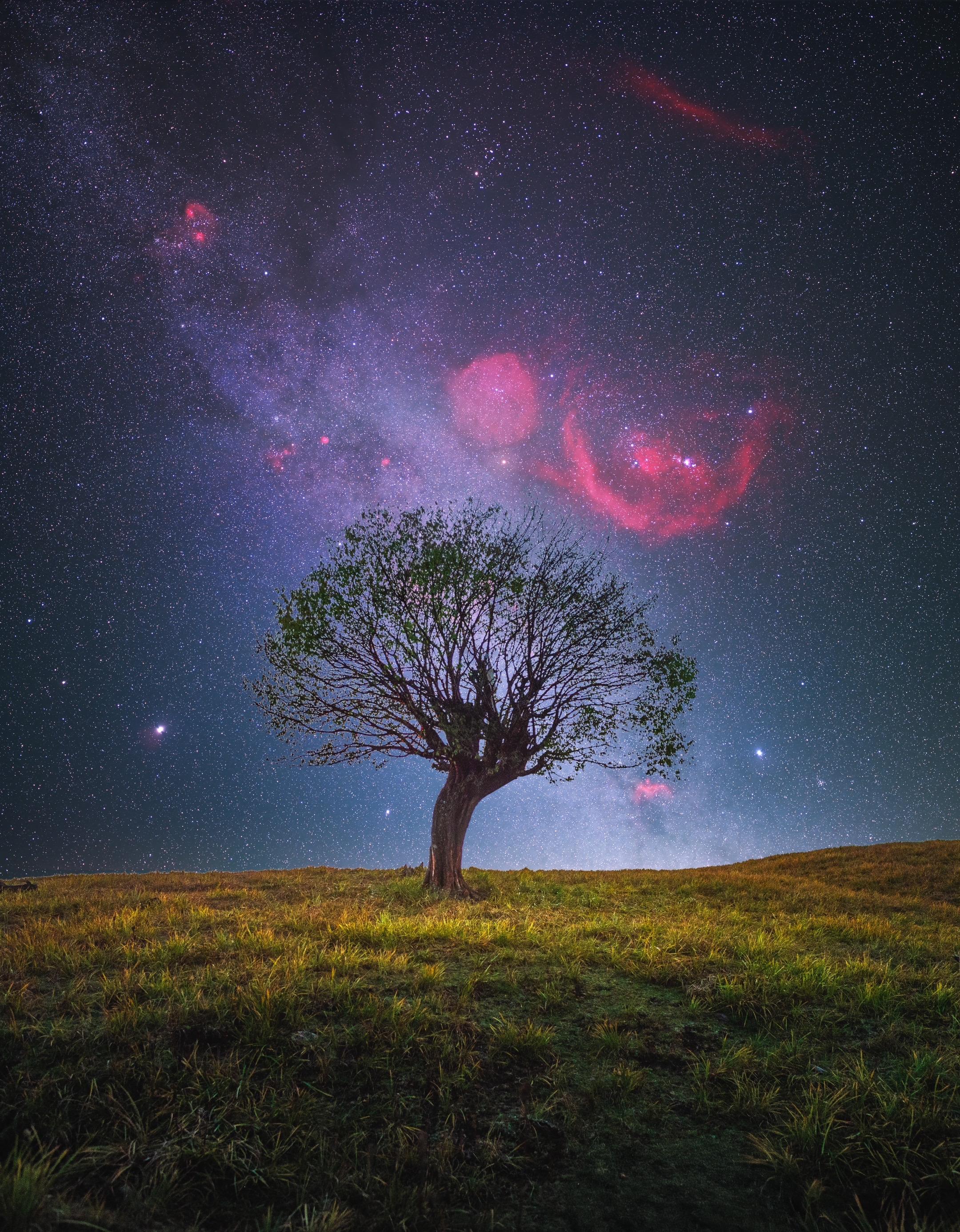 当所有人都低头赶路，我选择抬头看天。孤独，是棵树与整个宇宙的对望