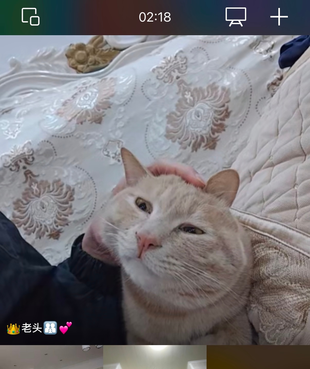 橘🍊今天被教育了！因为趁我爸没锁严门，溜进书房吃自助餐了，猫粮袋子冻干袋子都咬