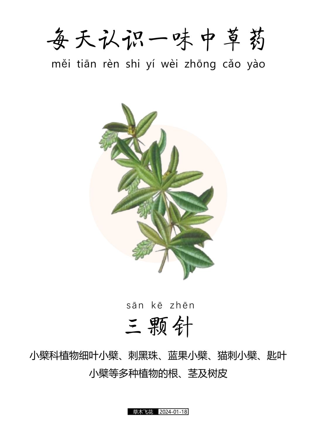 每天认识一味中草药-三颗针🍀