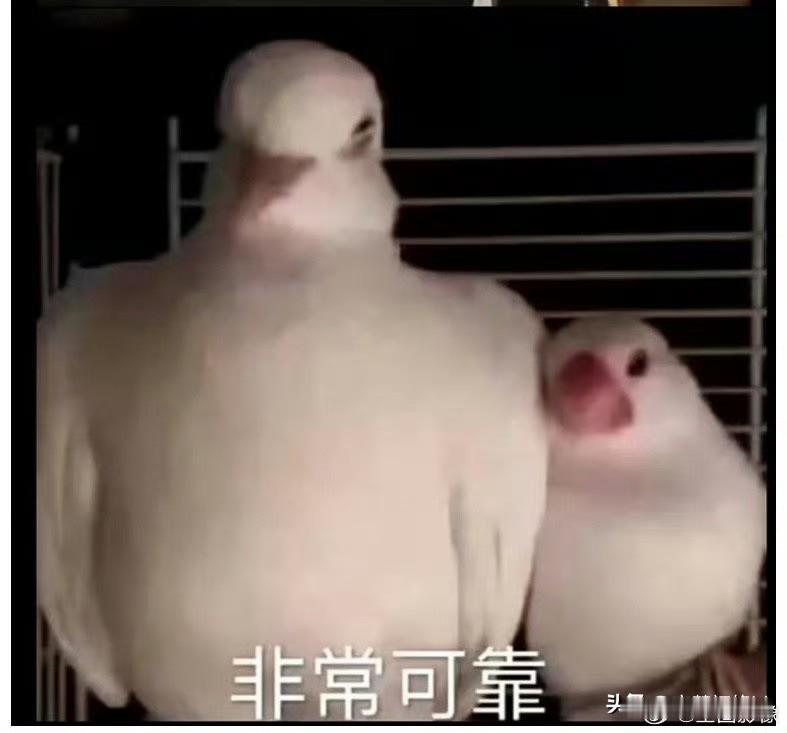 身高2米，体重300磅的保镖，把高大的肖战衬托成了一只小兔子🐰，不过很有安全感