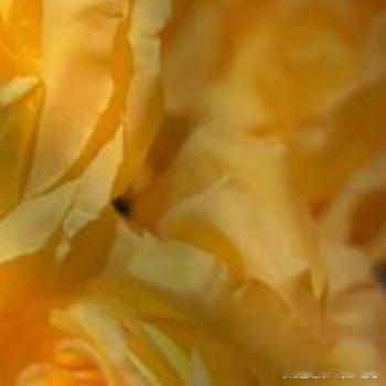 每日一善[超话] 如果事与愿违，就相信上天一定另有安排；所有失去的，都会以另外一