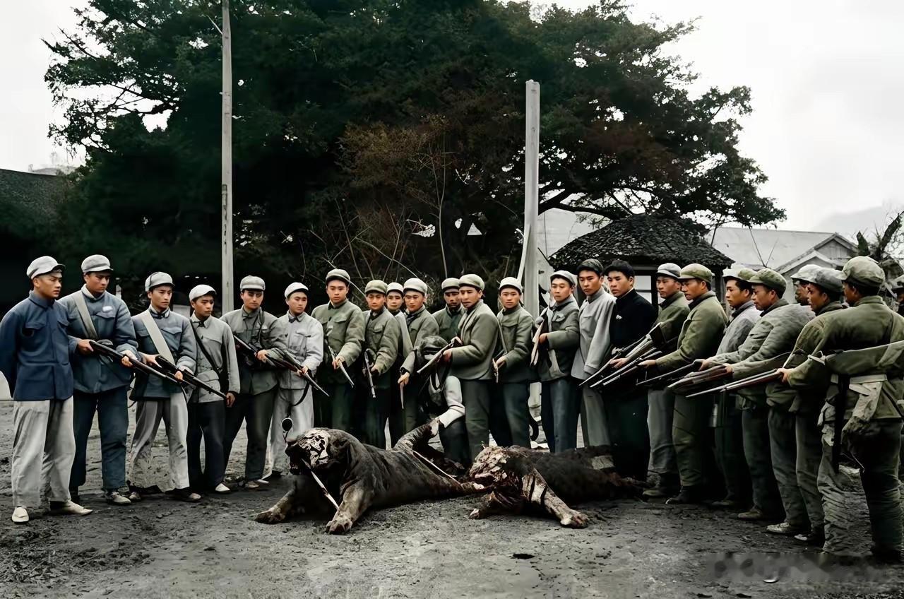 1956 年福建厦门那支打虎队真挺猛！规模比当时普通打虎队大不少，武器配备相当齐