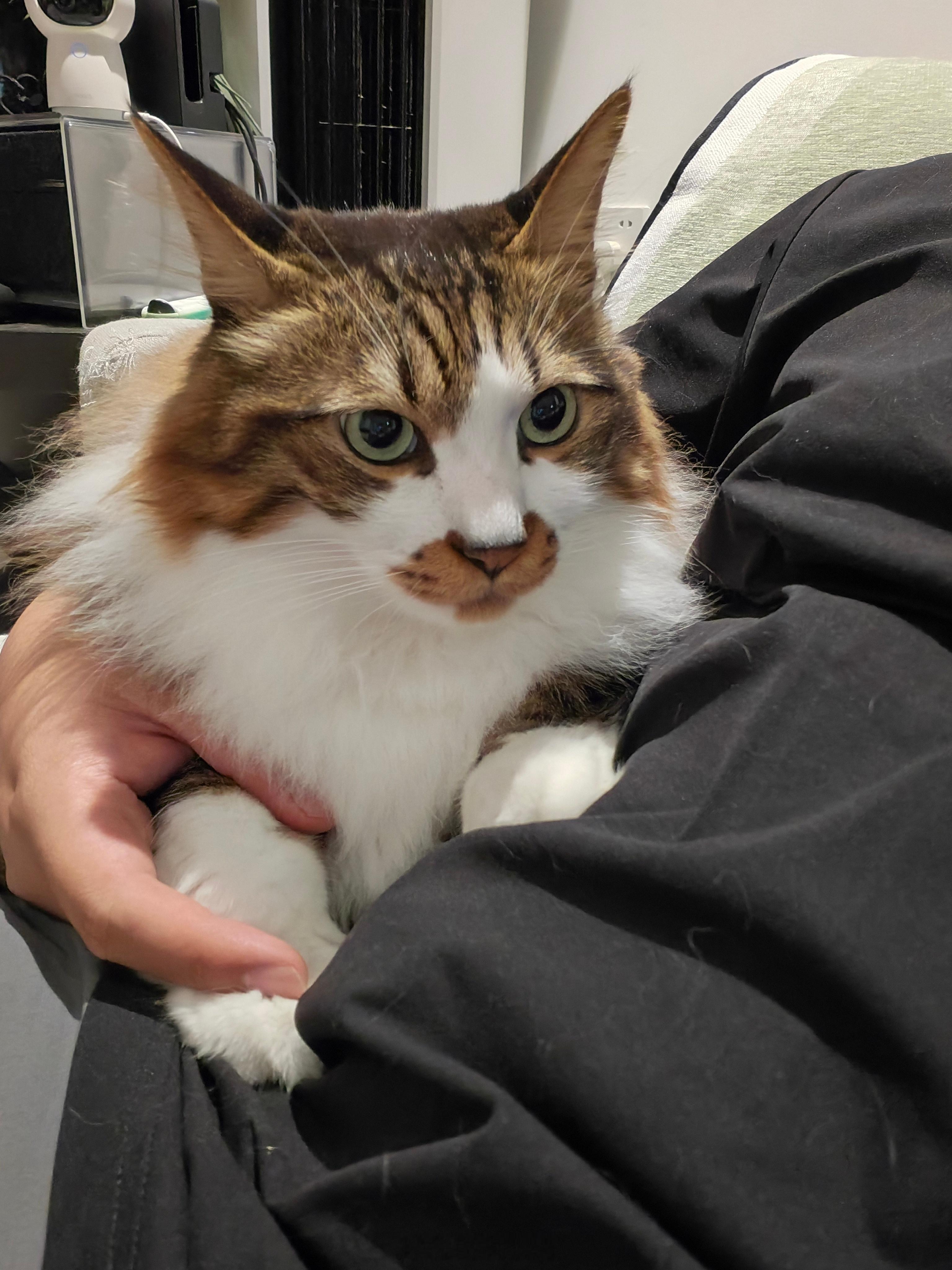 含猫量巨高的一天。 