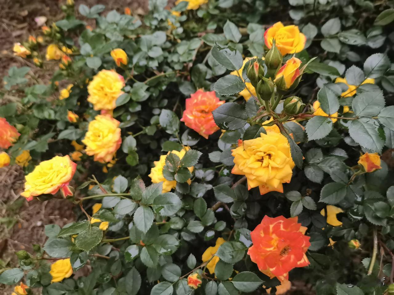 相册里的花花草草立夏是二十四节气中的第7个节气，也是夏季的第一个节气，一般在每年