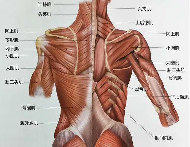 肩关节区域的肌肉主要两大群