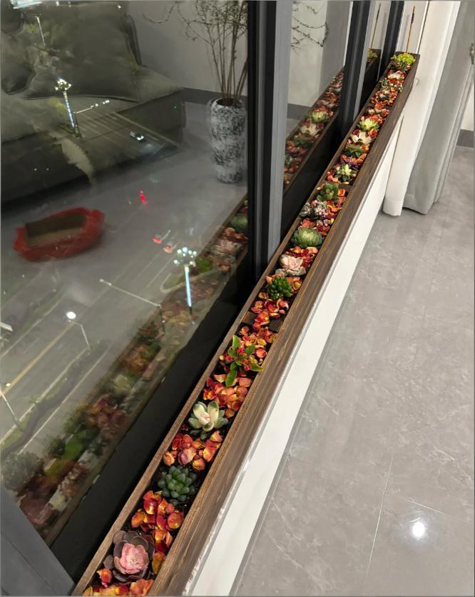 这多肉养的真好啊