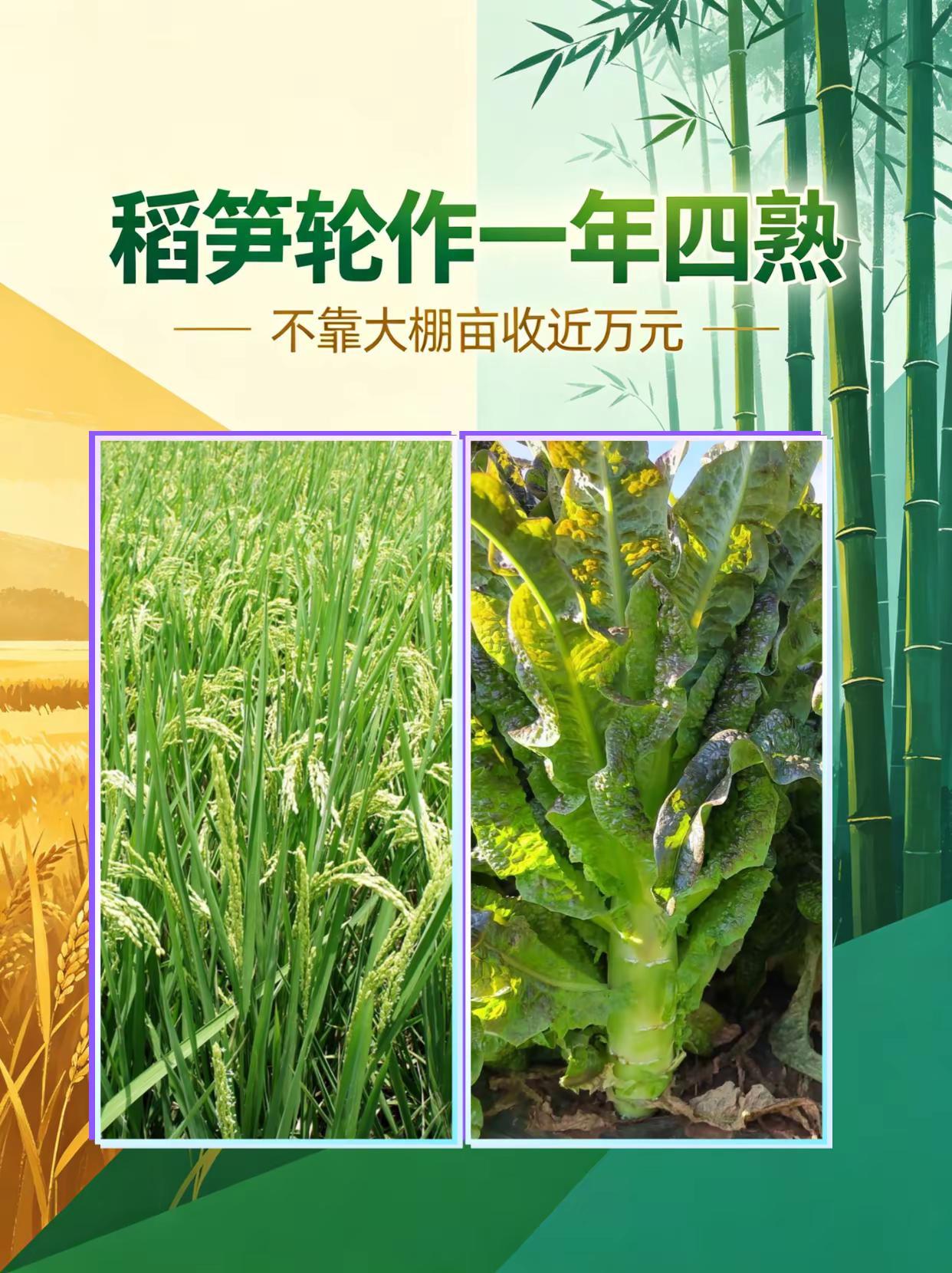 稻笋轮作一年四熟，不靠大棚亩收近万元。水稻 莴笋