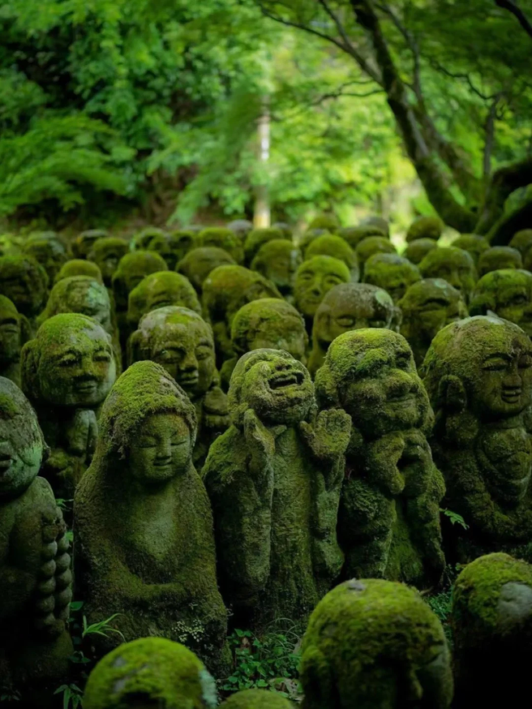 日本｜最可爱的寺庙🍃在京都相遇一场四季