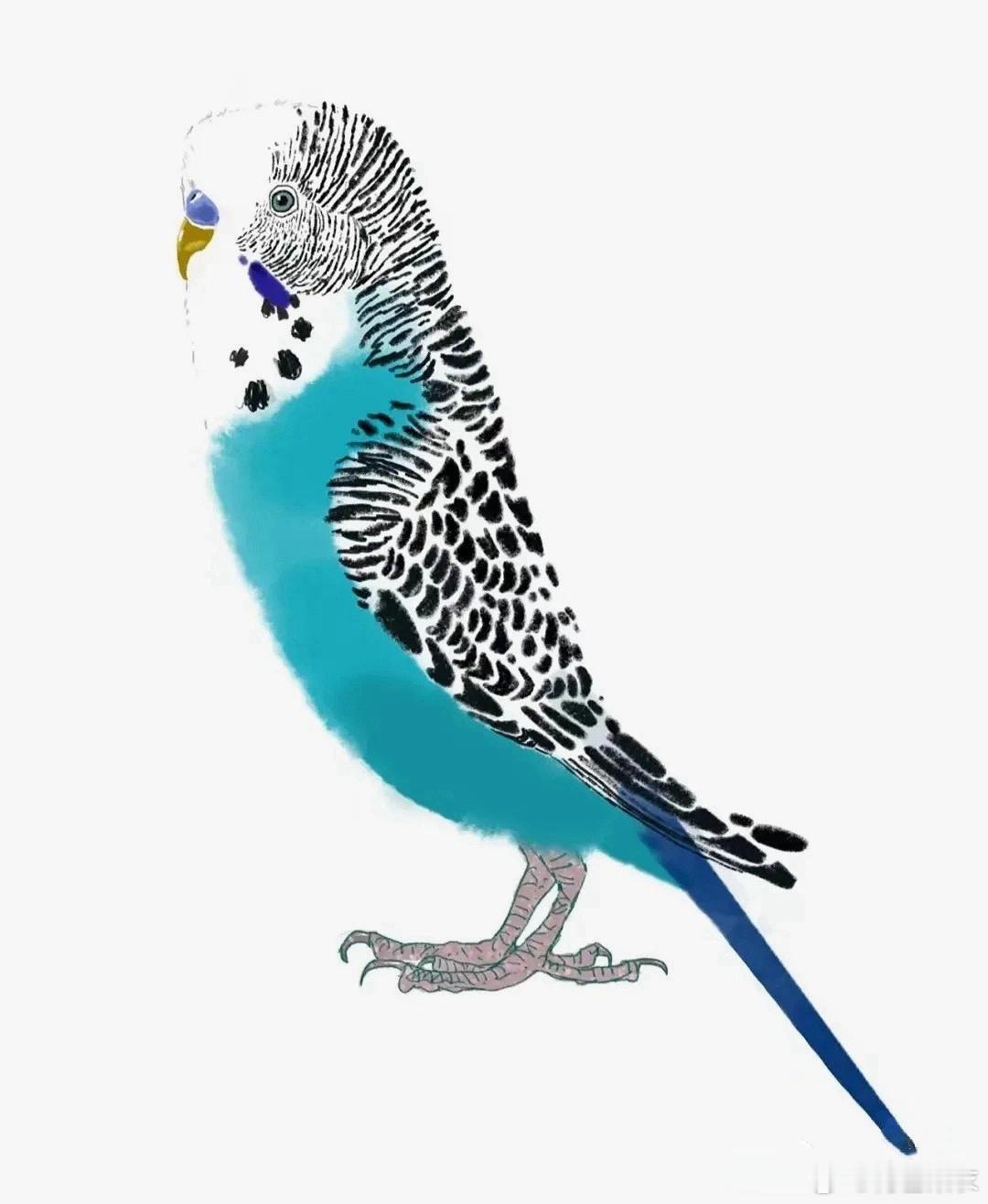 一组呆萌小鸟🐦🐦🐦 ​​​