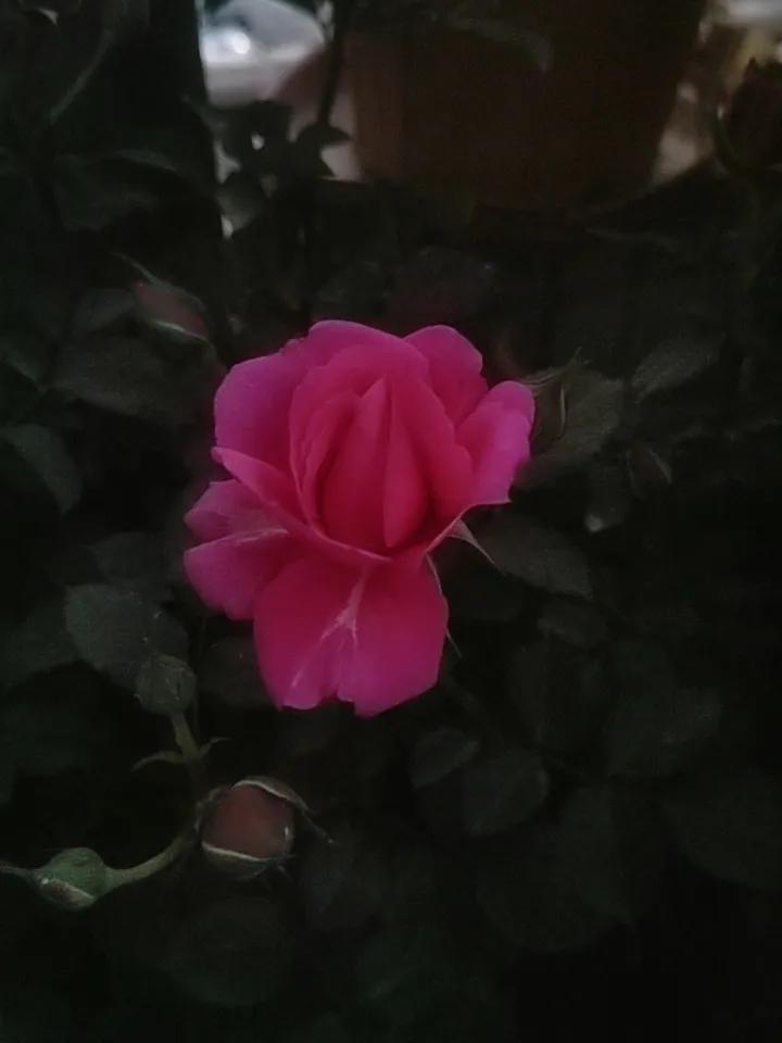 花朵小是小了点，但是还是挺好看的。不错不错。[赞][赞]