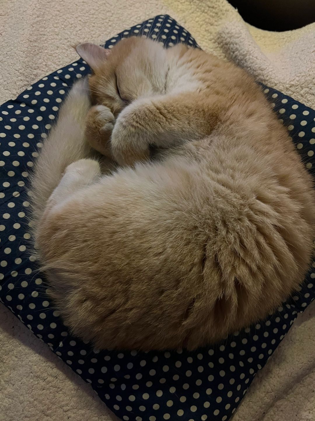 过年就是在外婆家睡觉💤