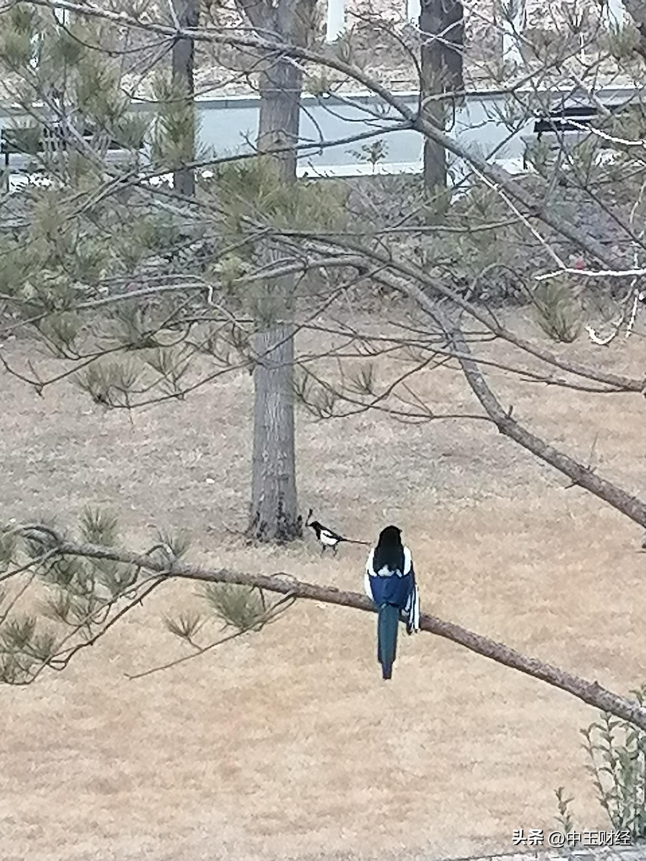 春日生活打卡季有一句话叫喜上眉梢，看看春天树枝接头上，站在那只喜鹊，嘎嘎的叫声，
