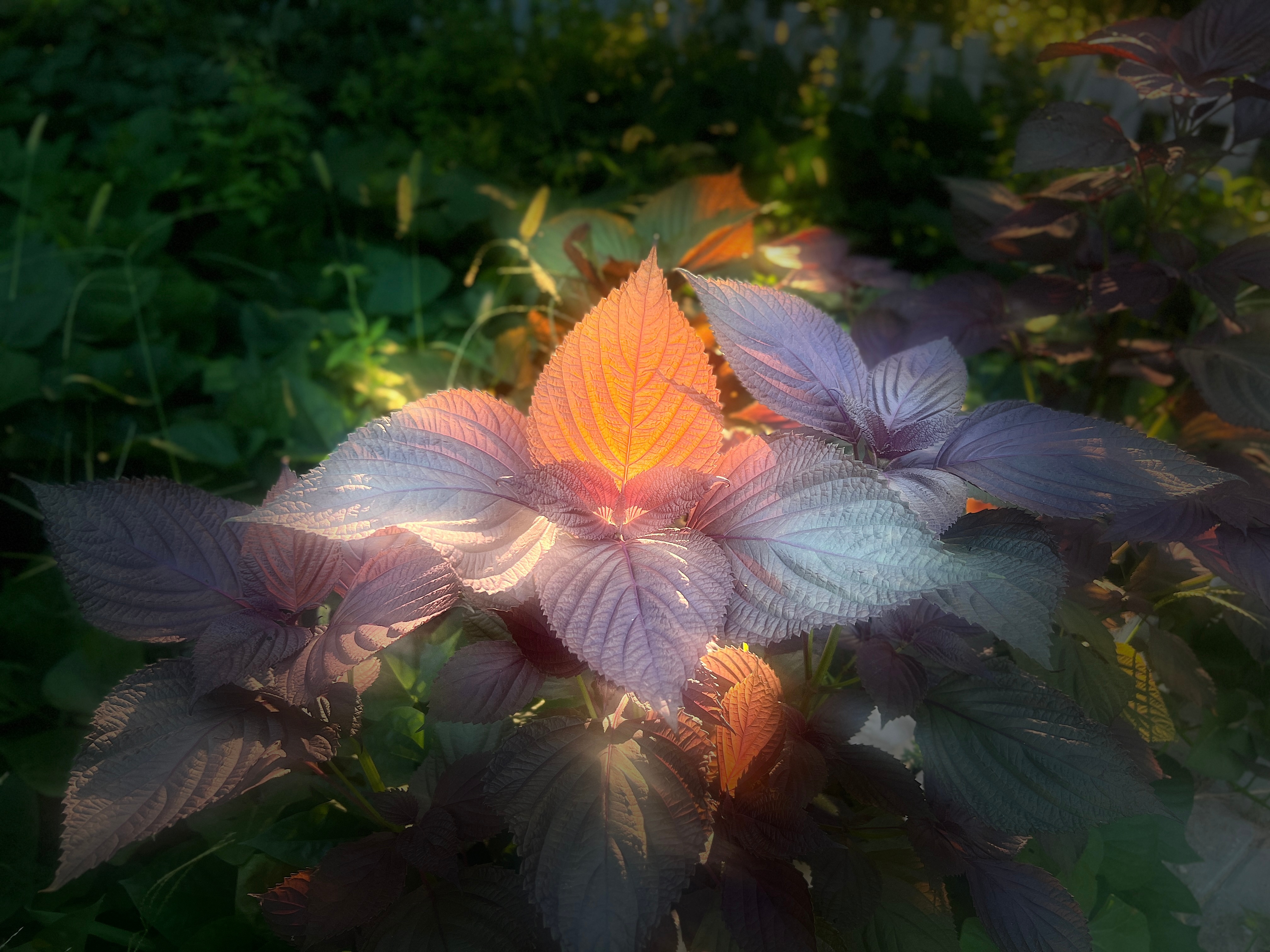 花草繁茂。[哈哈] ​​​