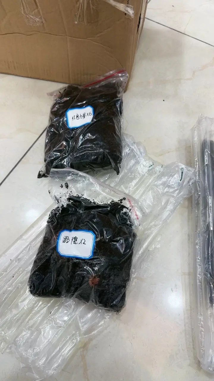 秋百继续种起来，种起来，优秀的它，必须要拥有才行，听说路德维纳的¥40...